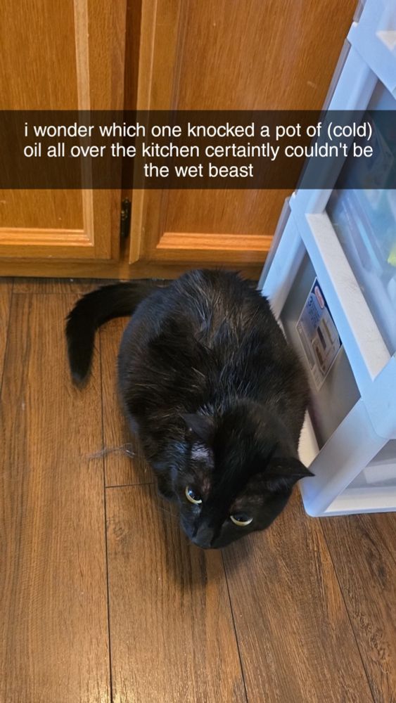 little black with wet oil-covered fur cat crouched in the hallway avoiding eye contact. caption reads "i wonder which one knocked a pot of (cold) oil all over the kitchen certainly couldn't be the wet beast"