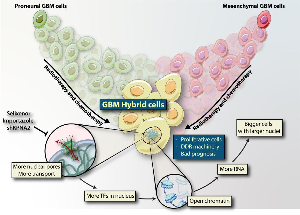 Background: Despite extensive research efforts, glioblastoma (GBM) remains a deadly disease with poor prognosis. Although previous studies have identified various cell states within GBM tumors, the molecular mechanism underlying adaptive GBM cell plasticity induced by conventional therapy remains unclear.
Methods: We used fluorescent reporters for proneural (PN) and mesenchymal (MES) subtypes to monitor GBM cell plasticity in real-time across multiple patient-derived cell lines. This approach revealed cells that concurrently expressed both proneural and mesenchymal markers. To investigate this unique hybrid population, we implemented a comprehensive methodological approach encompassing bulk and single-cell RNA sequencing, single-cell ChIP sequencing, nuclear proteomics, high-resolution imaging, orthotopic mouse models, clinical dataset analysis, and pharmacological and genetic techniques. This multifaceted strategy allowed us to gain functional and molecular insights into this distinct cellular population.
Results: We showed that these hybrid cells are increased by conventional therapies, and are resistant to these therapies. At the molecular level, hybrid cells display significant alterations in chromatin structure and nuclear protein composition, elevated transcriptional activity, Myc activation, and improved transport between the nucleus and cytoplasm. Genetic and pharmaceutical inhibition of the nuclear import/export shuttling machinery, increased in hybrid cells, effectively suppressed adaptive GBM cell plasticity and hybrid identity, thereby enhancing the sensitivity of GBM cells to therapies. 
Conclusion: Our results indicate that GBM hybrid cells play a crucial role in chemoradiation resistance. The nuclear transport machinery presents a potential therapeutic target for hybrid cells, offering a way to counteract the typical resistance to treatment observed in GBM.