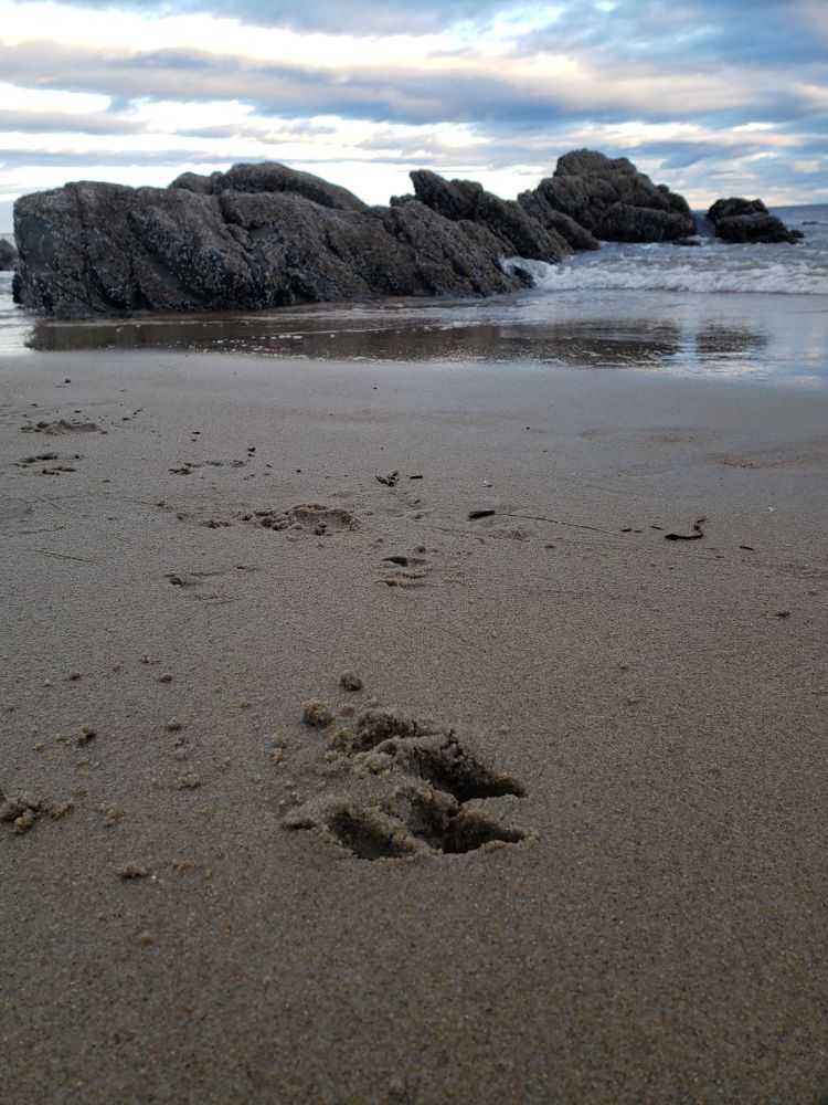 A photo of a dog's footprint in the sand, the ocean in the background.