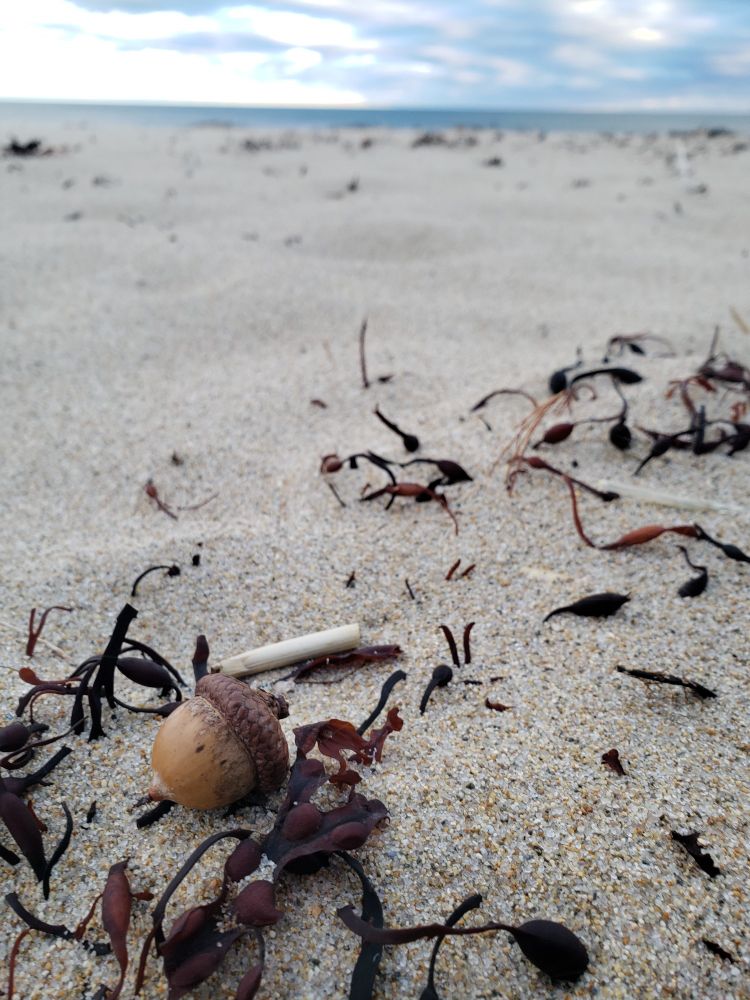 A photo of an acorn on the beach.