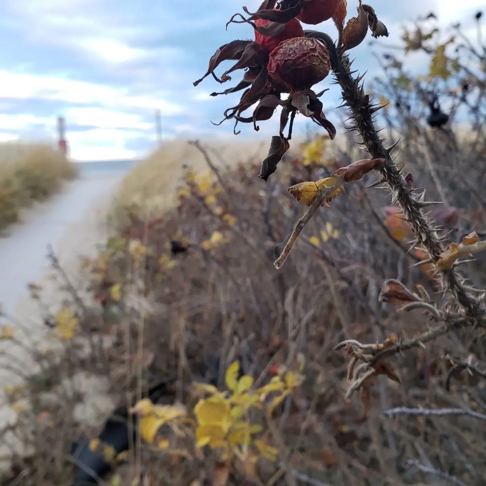 A photo of a path leading toward the beach, with dried up thorns growing off the side of the path in the central focus. 