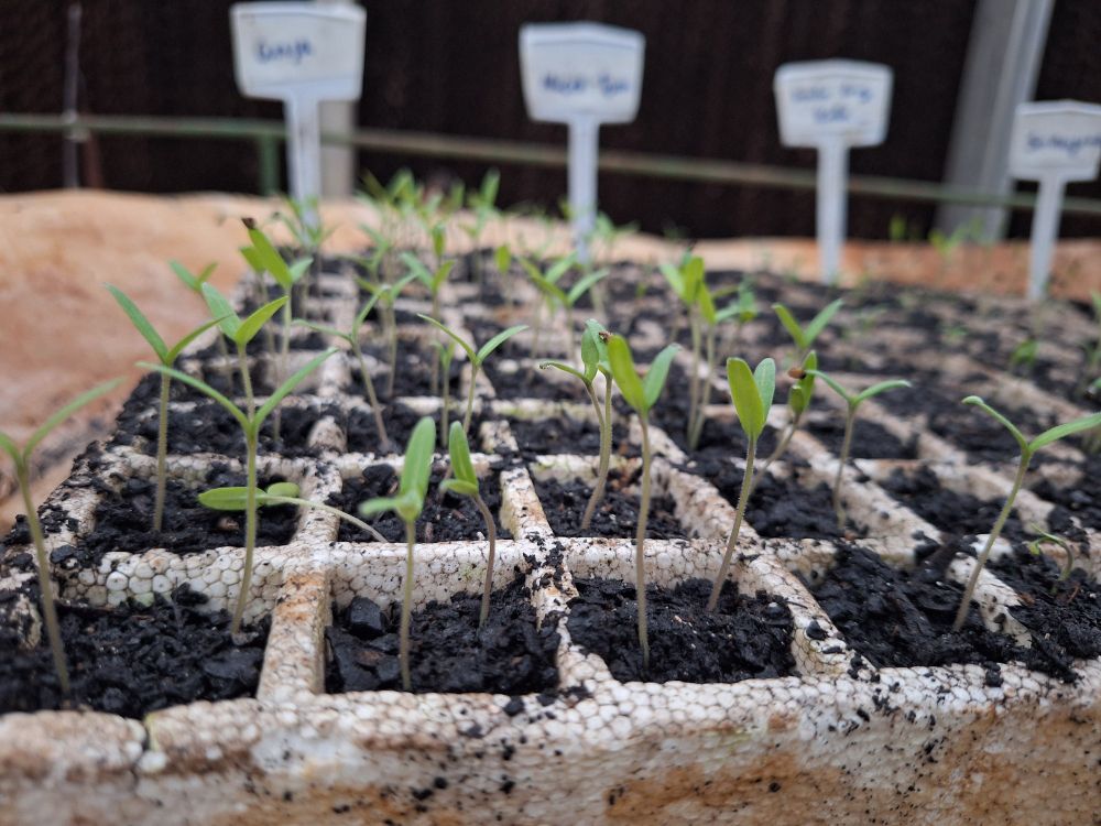 Tomato seedlings in a seed tray.