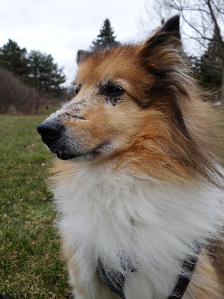 A senior sheltie/collie mix dog sitting in the wind on a grass field.