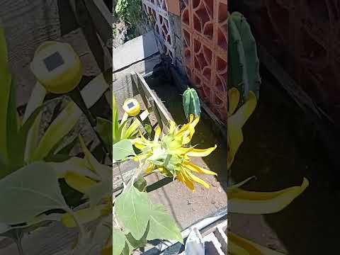 Girasol vs zombies