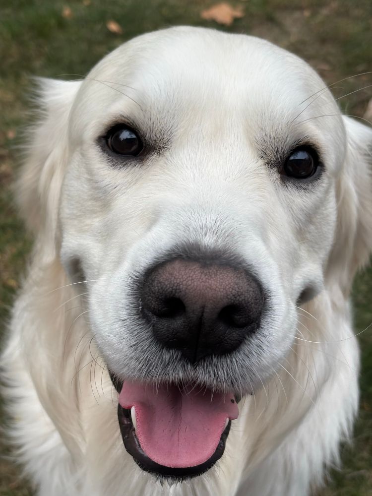 A big smiling white dog
