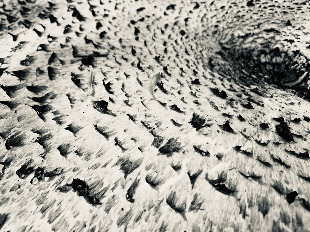 Abstract black and white image showing a cryptic pattern of texture and pattern that fills the frame.