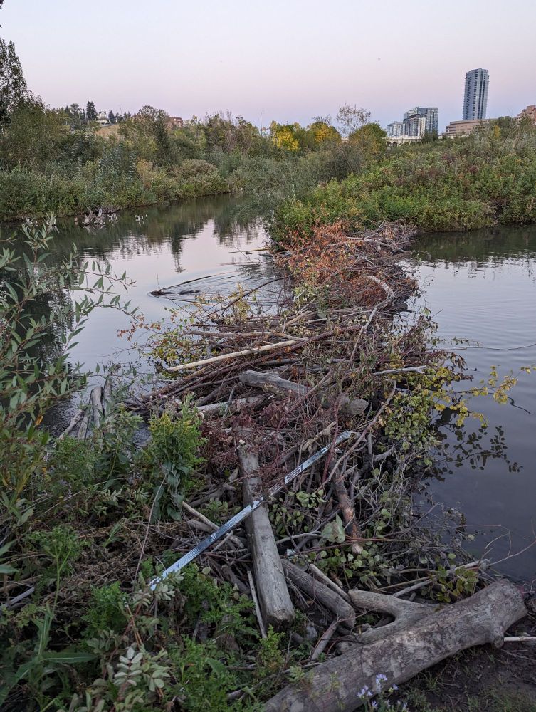Beaver dam between two ponds of water in the evening. A hockey stick with a broken paddle sits among the branches of the dam. A beaver swims through the still water next to the dam.