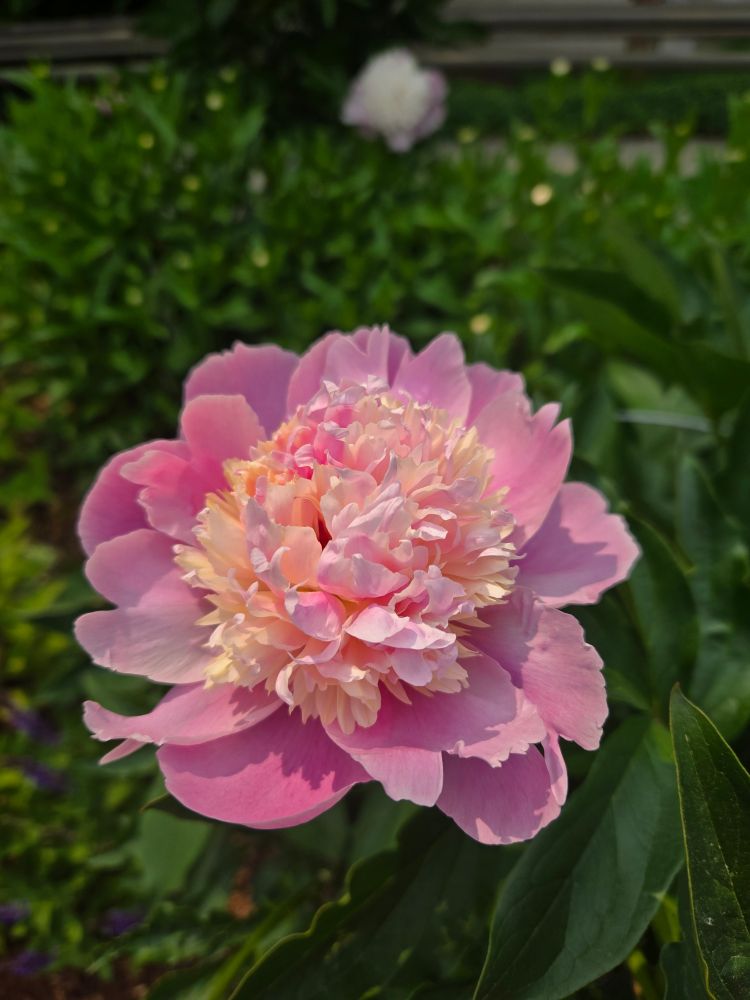 A pink flower with a yellowish tinge in the middle against a green foliage background