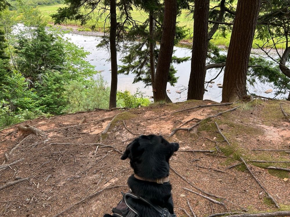 Black Labrador looking out over the river.