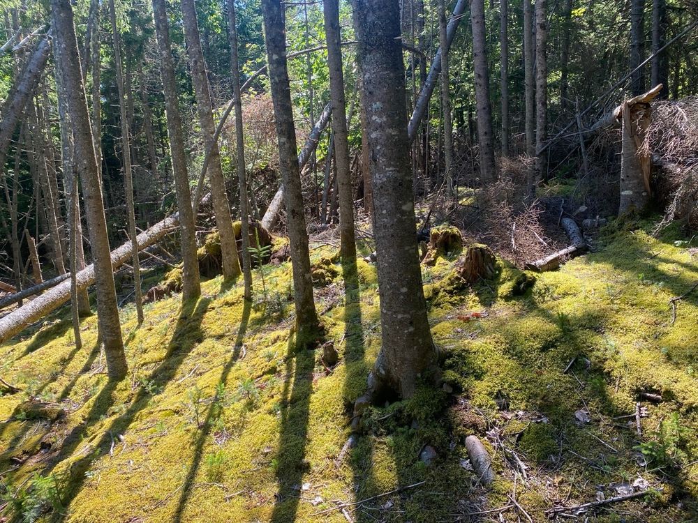 Loved the moss under the trees
