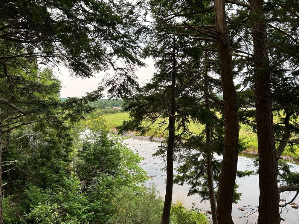 River seen through trees. 