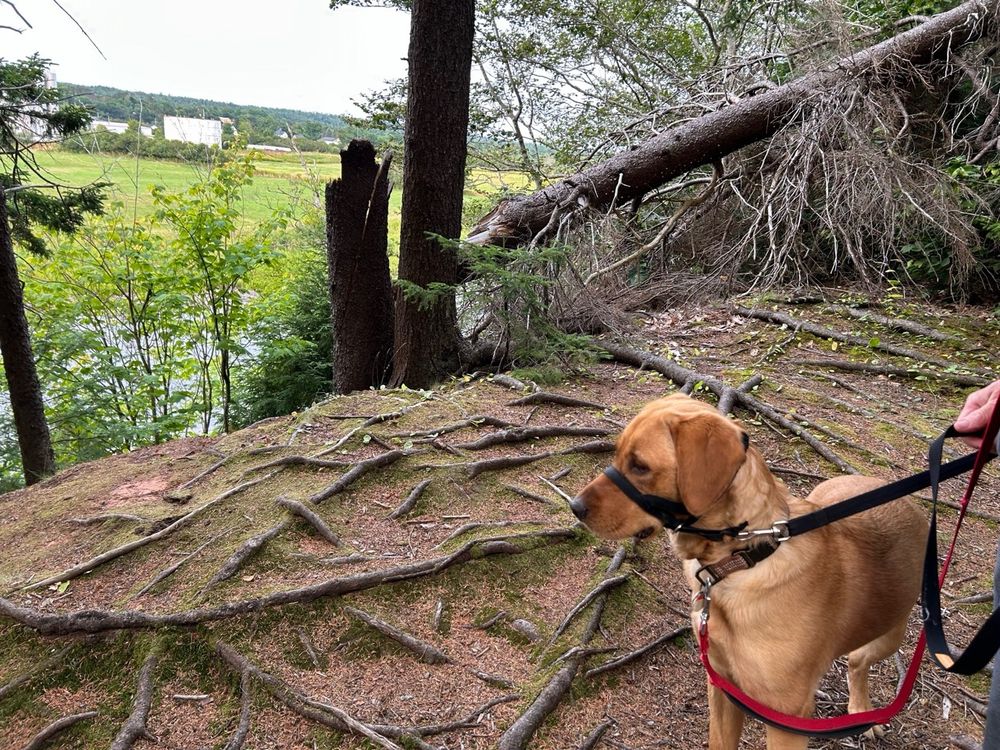Golden retriever/labrador mix called Niamh with halti and leash. Lots of tree roots in the background. On a high elevation above a river. Downed tree in the background. 