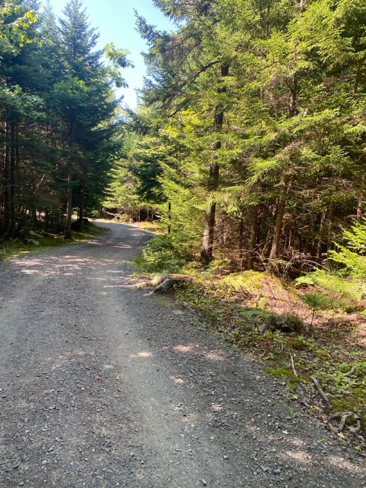 Trail in Victoria Park