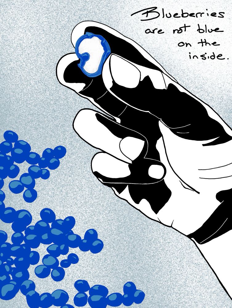 Drawing of a hand holding a broken blueberry with white inside and the text says blueberries are not blue on the inside digital drawing in procreate 