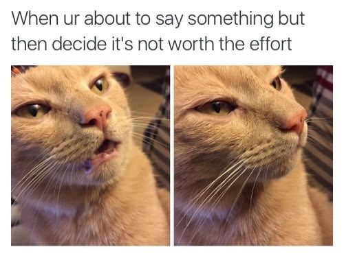 Meme with the caption reading "When ur about to say something but then decide it's not worth the effort", one picture of a pale brown cat looking up with their mouth slightly open and the second picture is of the same cat looking lower with a closed mouth.
