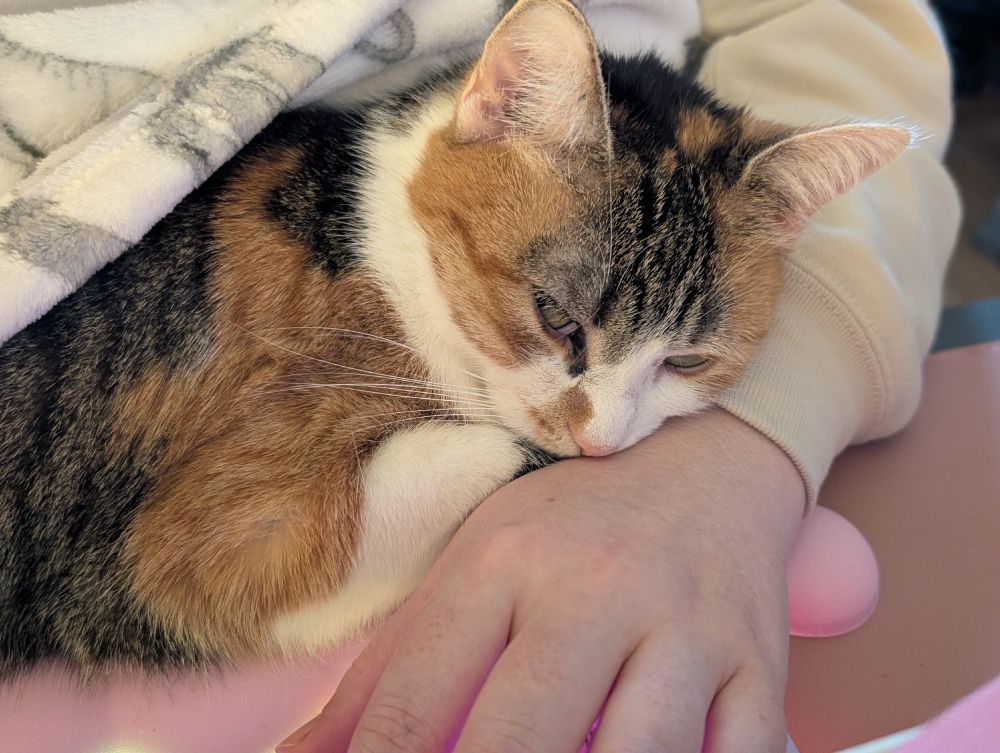 a calico cat is laying her head delicately against a person's arm, while the person is trying to type at a keyboard just out of frame of the photo.