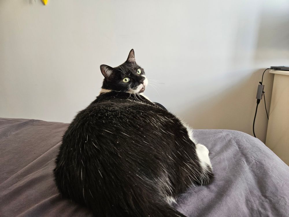 Gato con un trasero masivo