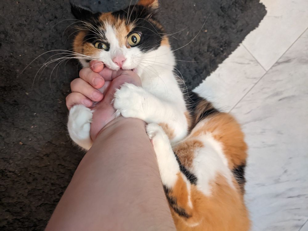 a first person photograph of reaching out to touch a beautiful calico cat, who has clamped down on your hand and is fiercely biting it and clawing it and kicking it