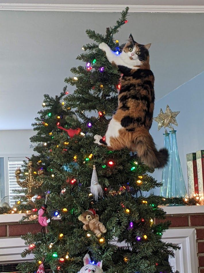 a photograph of a festively decorated christmas tree with a beautiful calico cat hanging onto it near the top, staring wide-eyed at the camera.