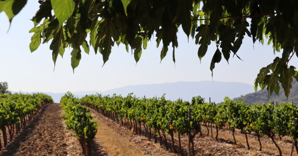 Visita al Celler El Vinyer