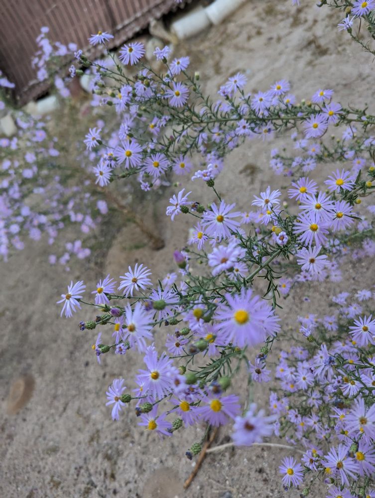 A shot of blue asters blooming with anthills and rubble in the backyard