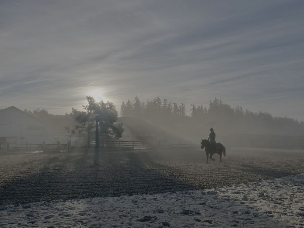 A pony and rider trot toward the camera while the sun shines in glowing beams through the morning mist.