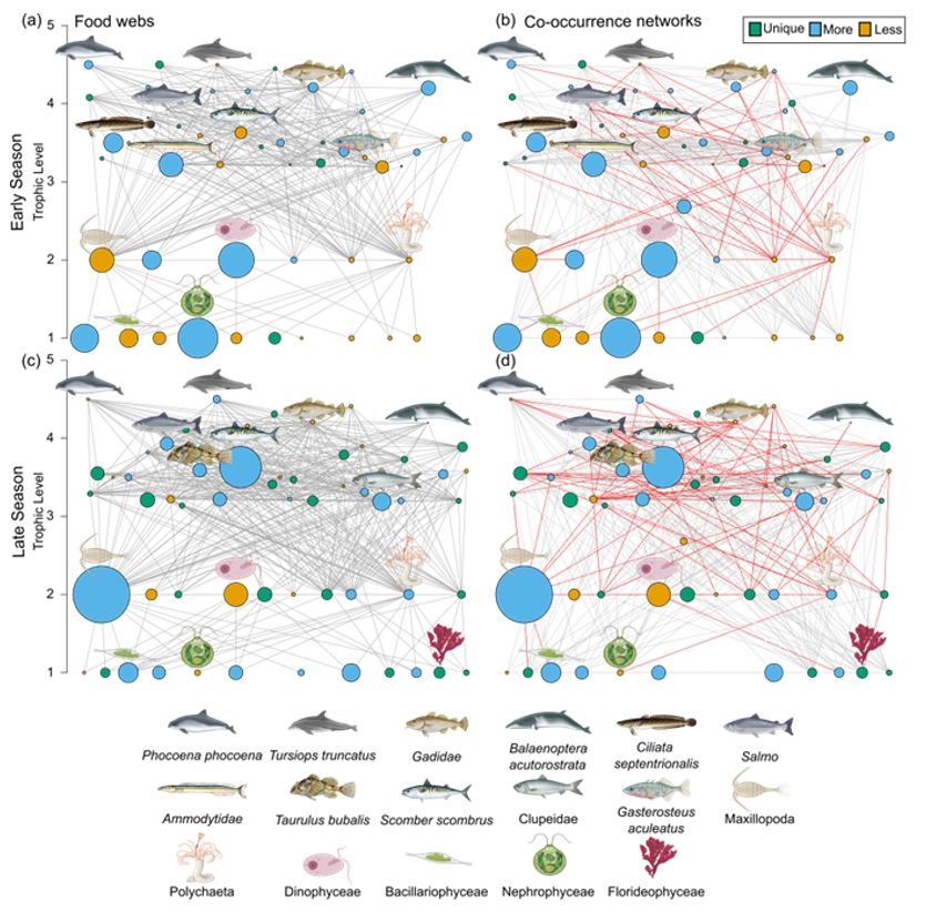 A scientific figure showing a species ecological interaction network derived from environmental DNA for a marine ecosystem. The trophic levels span zooplankton to whales and other large predators.