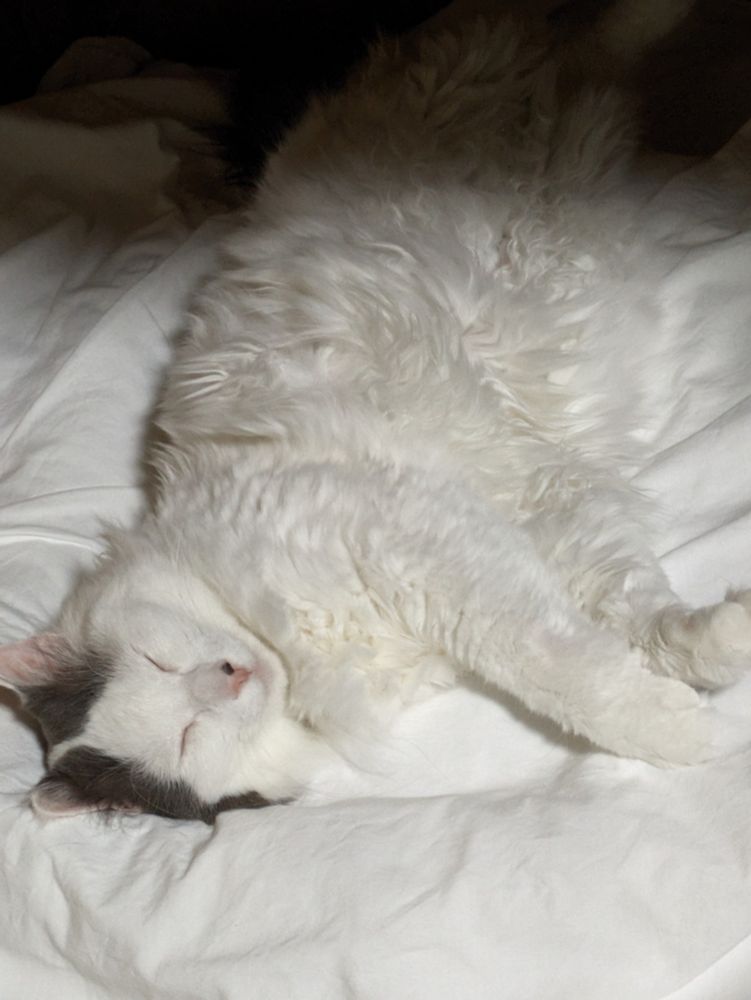 でかい猫が、気持ちよさそうに、体を崩して、寝床で寝そべっている。