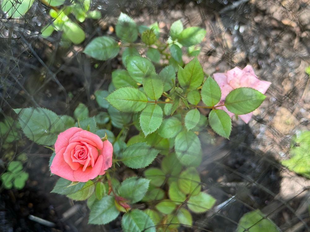pink rose on bush 