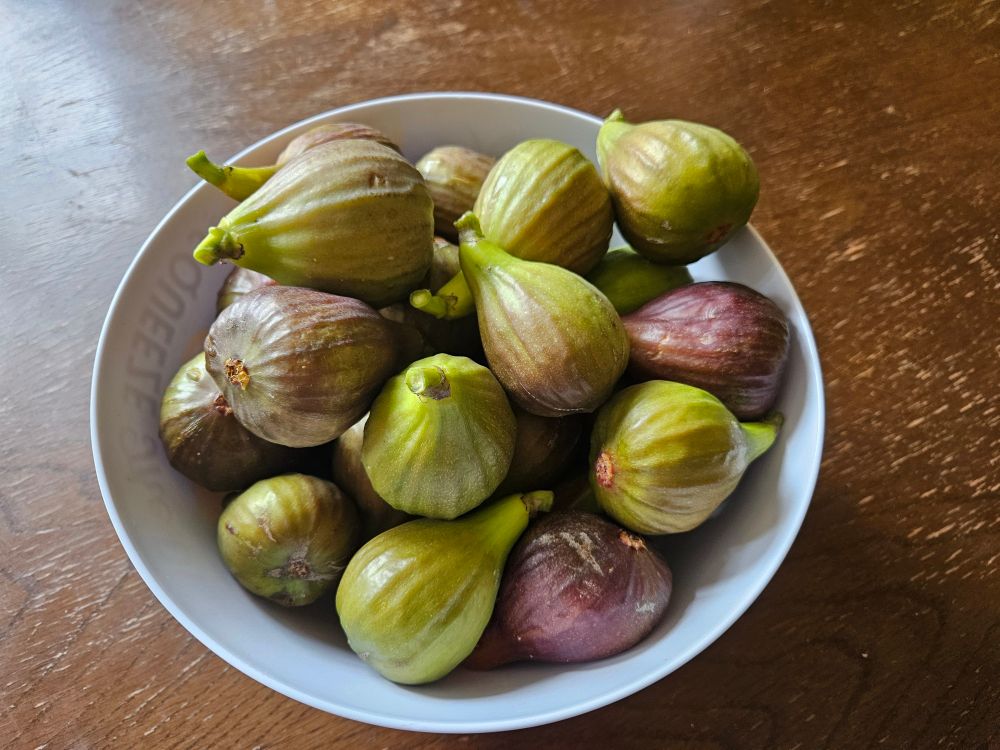 A million figs from our tree in a large plastic bowl