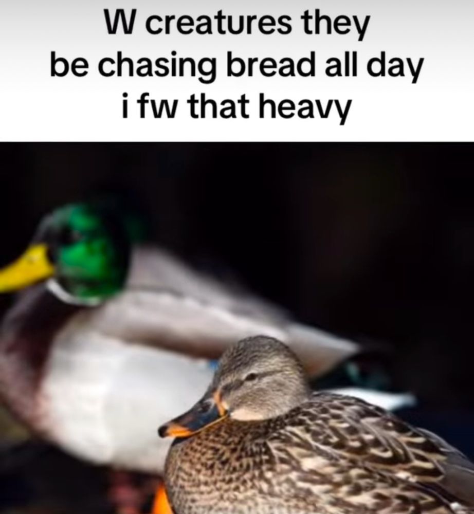 A photo of two ducks. The caption above reads “W creatures they be chasing bread all day i fw that heavy”