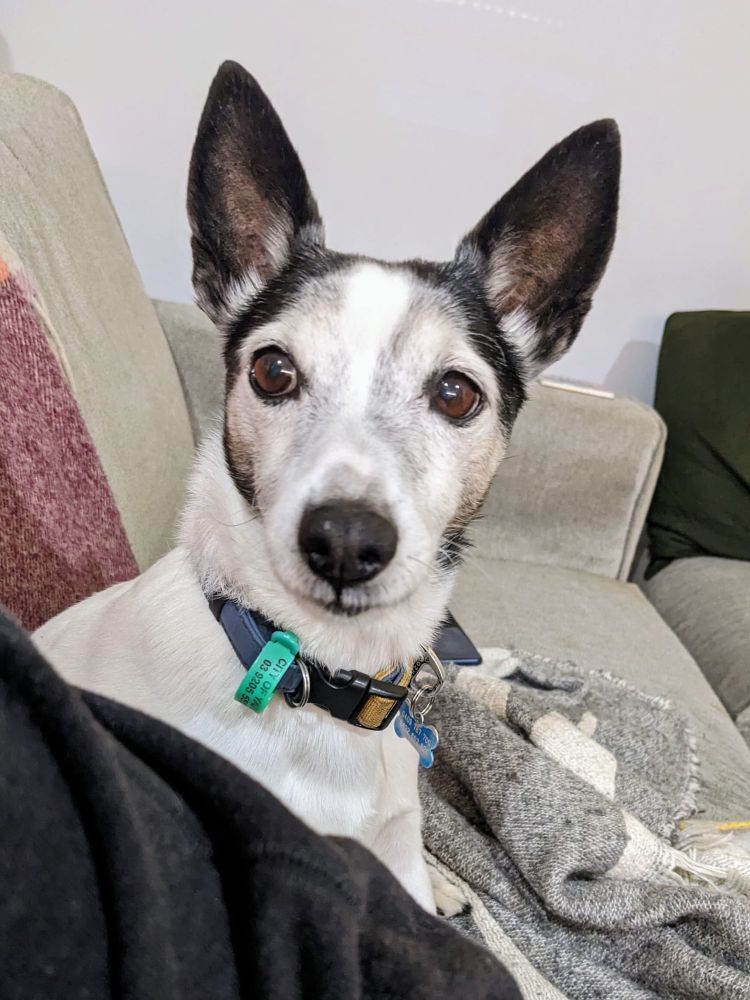 Cute foxy terrier dog. Alert. Big ears 