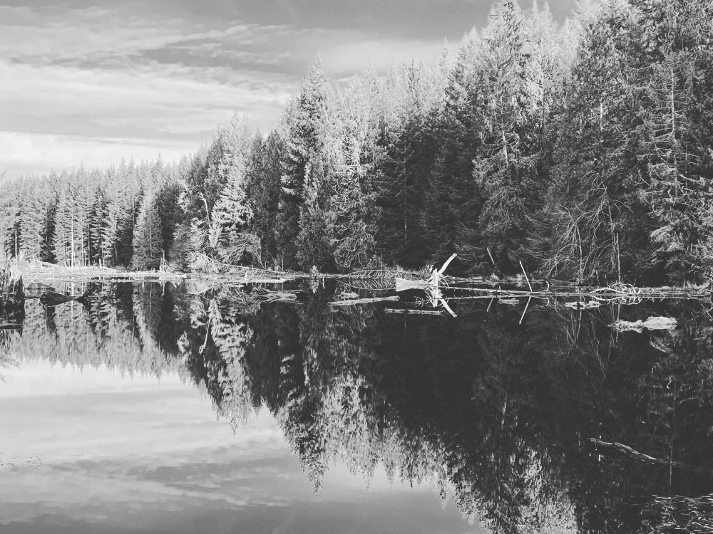 For Trees reflected in still lake, b&w