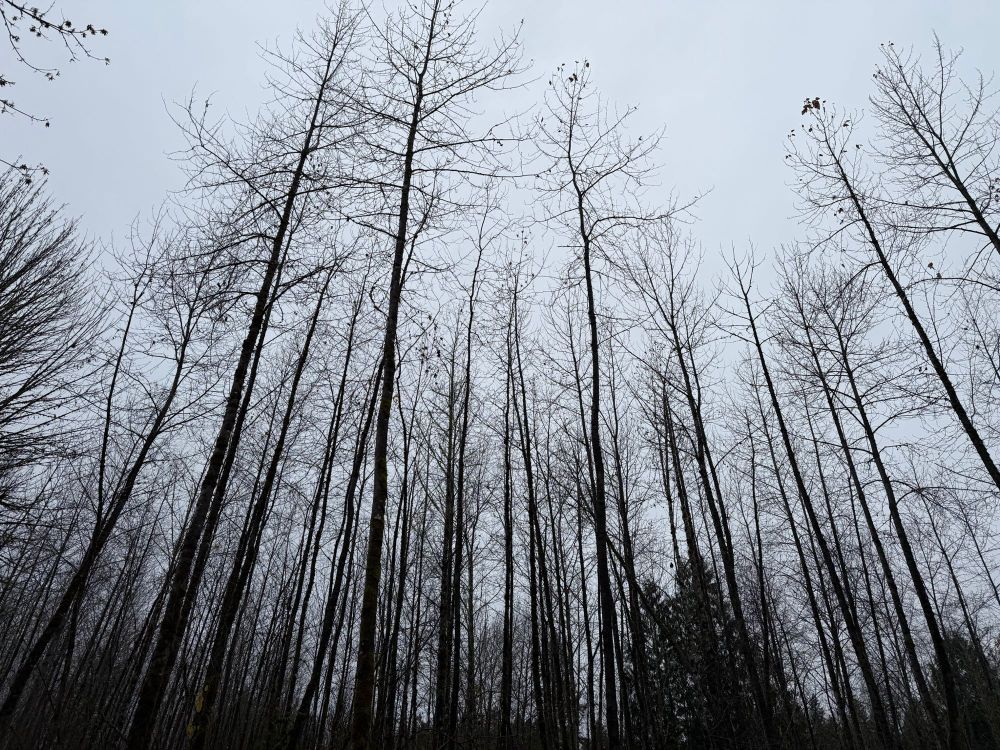 Bare cottonwood tree stand, cloudy sky
