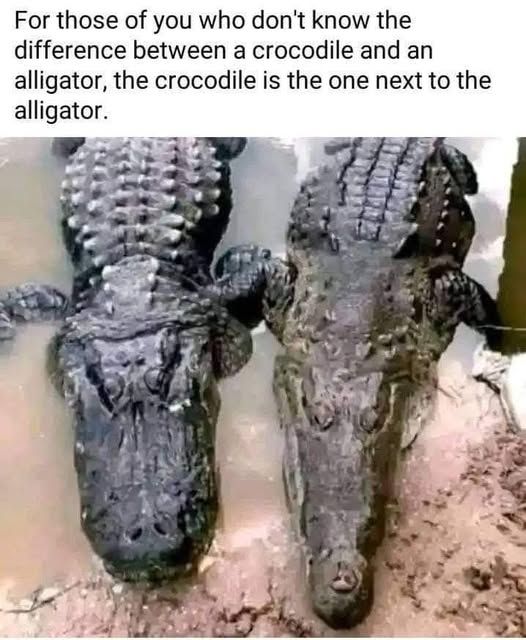 Alligator Crocodile 