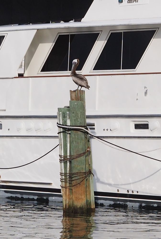 A brown pelican perching atop a post in a marina, in from of a boat