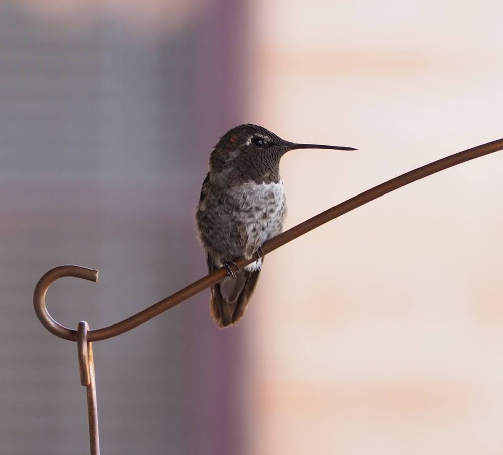 A male Anna's hummingbird, photographed in profile with its beak pointing to the right, perched on the copper wire supporting a hummingbird feeder. The bird is in the shade, so its gorget appears dark instead of shining bright red as it would in the sun.