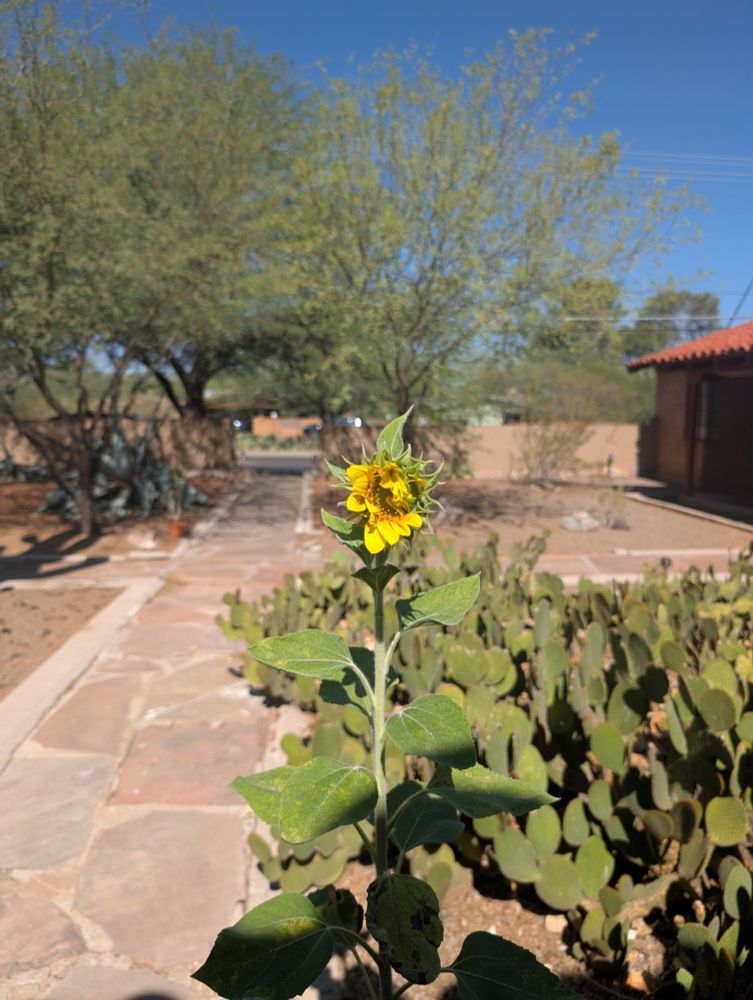 A half-open sunflower, with an apartment courtyard full of cacti and other desert plants in the background