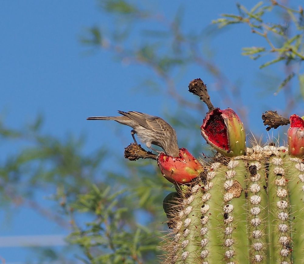 A small brown bird (perhaps some kind of finch) perching on a saguaro cactus, with its entire head stuck inside a bright red fruit that has split open. Another split open fruit sits to the right of the bird. 

Photograph taken in Tucson, Arizona