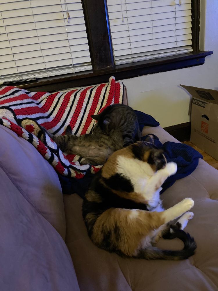 Two cats on a couch — one tabby, one calico — with legs out and bellies exposed as they lick and groom themselves in a very undignified and Victorian-ly uncouth manner. 