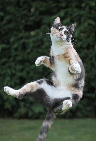 a photo of a cat in the air (I have no idea who took this photo, but if anyone knows, please let me know - I am a big fan)