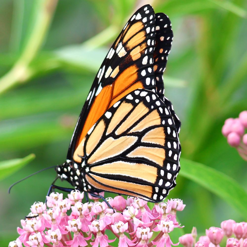 Side view of an Orange, Black and White Monarch Butterfly on Rose Milkweed flowers in bloom, photo by the author of this post, Emma Rose (Purposeful Poetry)