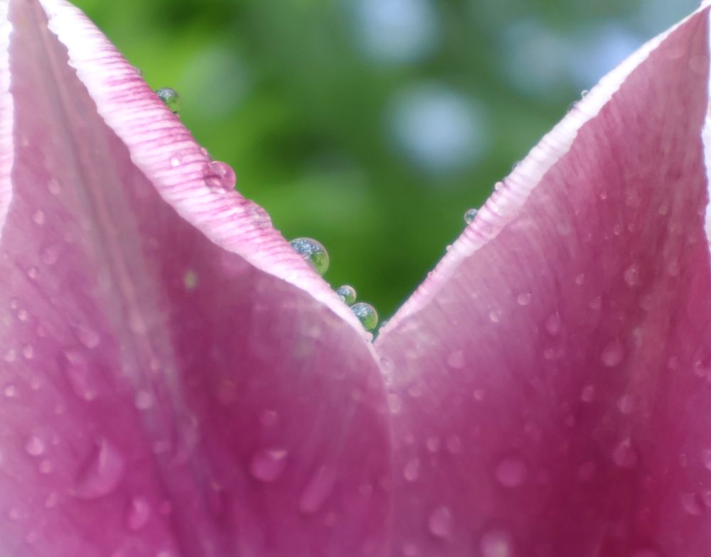 Macro/close-up side on view of a pink tulip in blossom, with rain drops visible on it’s petal edges and blurred flowers and green leaves in the background. Photo by the author of this post, Emma Rose Purposeful Poetry