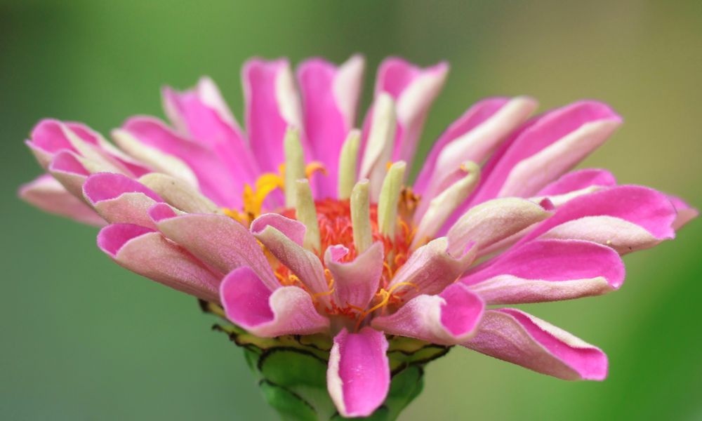 Pink Zinnia flower, as its petals unfurl they appear jagged in some places; however, they will smooth out when open.
Reflecting words in this poem, sharing that when we meet our true needs our moods can calm and smoothe out. Photo by the author of this poem and post, Emma Rose (Purposeful Poetry)