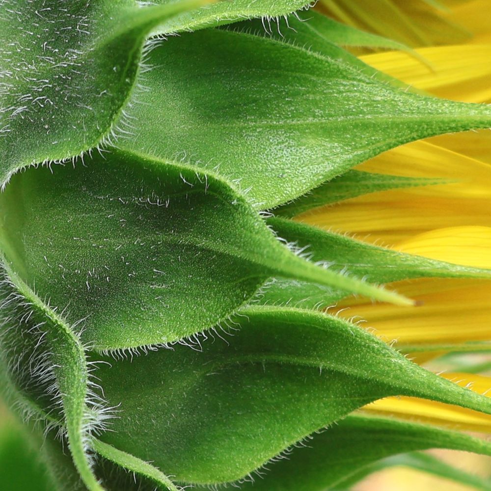 Side on, close up, macro view of the jagged shape and green edges of a Sunflower’s leaves while its yellow petals are unfurling.

Photo by the author of this poem and post - Emma Rose (Purposeful Poetry)