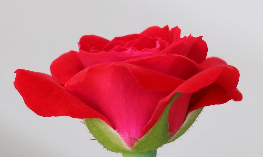 Side on view of a red Rose in bloom in front of a pale cream background - photo by the author of this poem and post - Emma Rose Purposeful Poetry. 