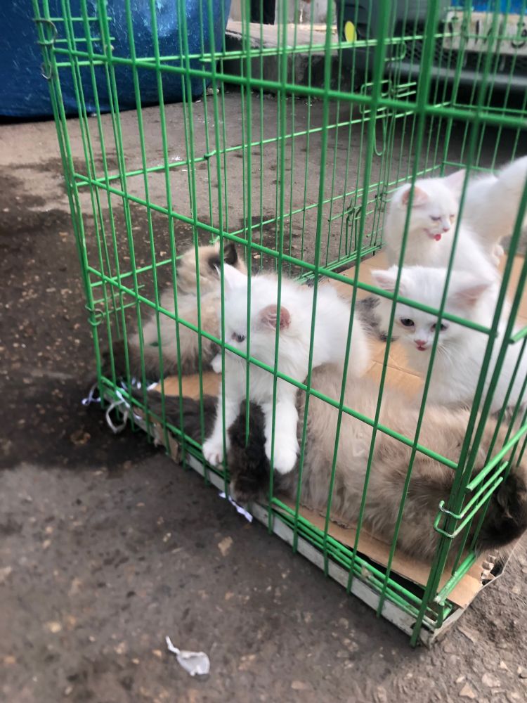 This one is actually my image 🥹 like the only pic of cats back when I went to Egypt 