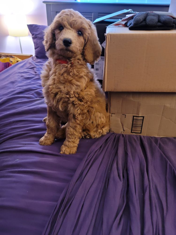 A very small Inu (an apricot poodle) aged around 2 months old sitting very pretty on purple sheets, to the left of a brown box. 