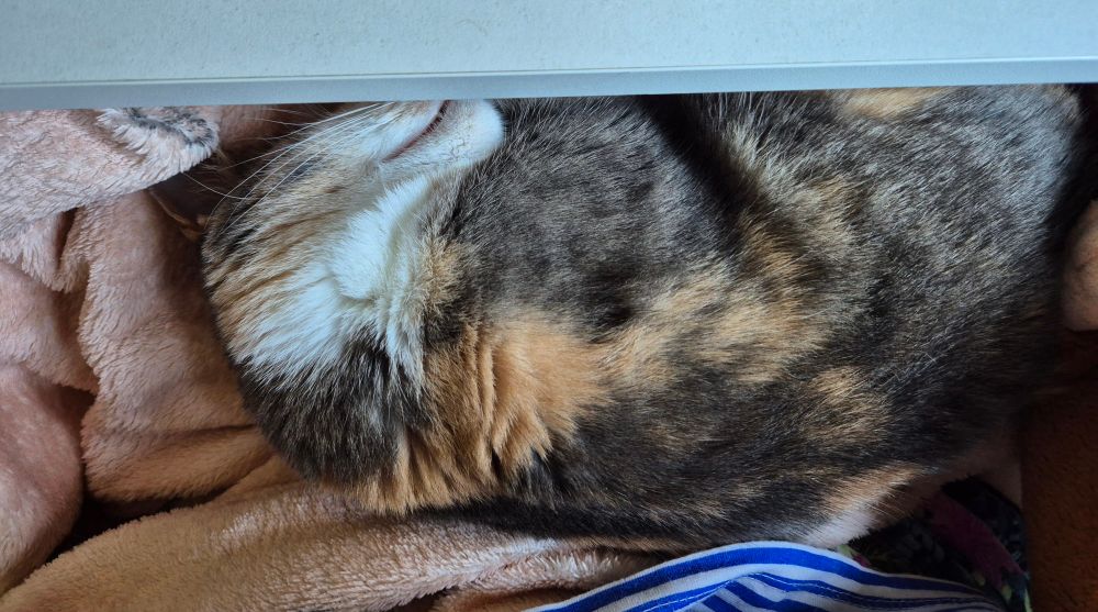 a small cat curled up asleep on moog's lap under a desk