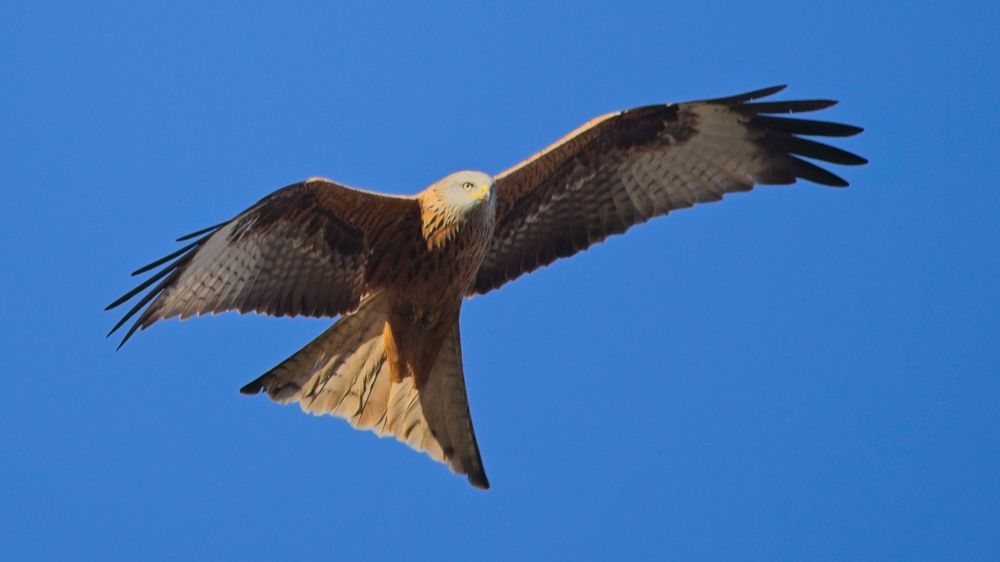 A red kite (bird) in flight against a blue sky